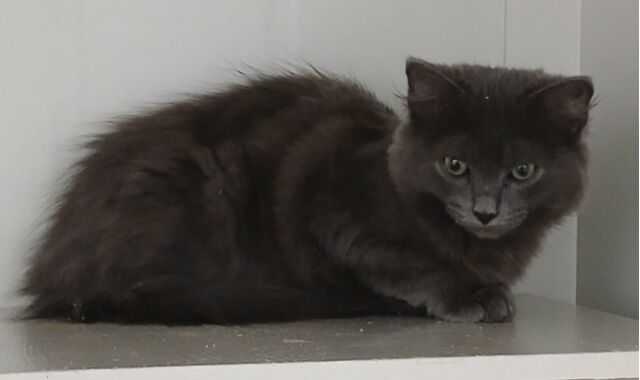 Gallery image: Sunkist