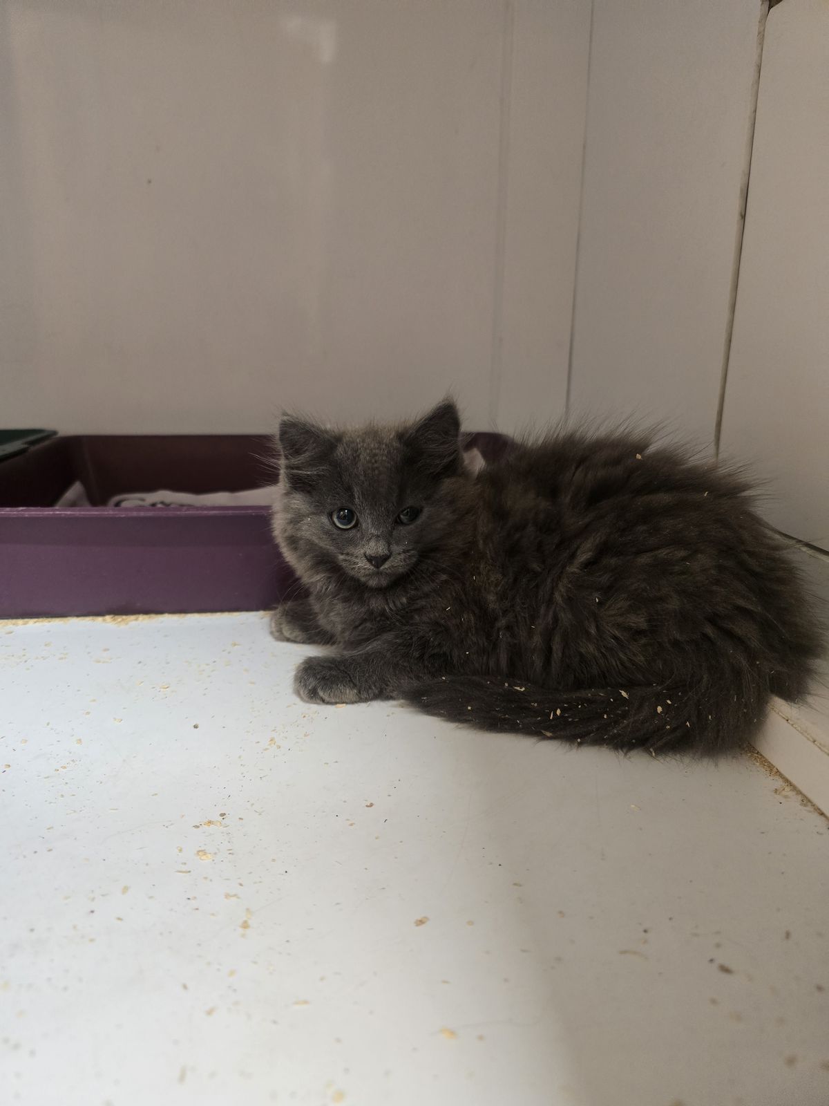 Gallery image: Sunkist