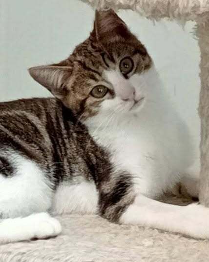 Gallery image: Stella