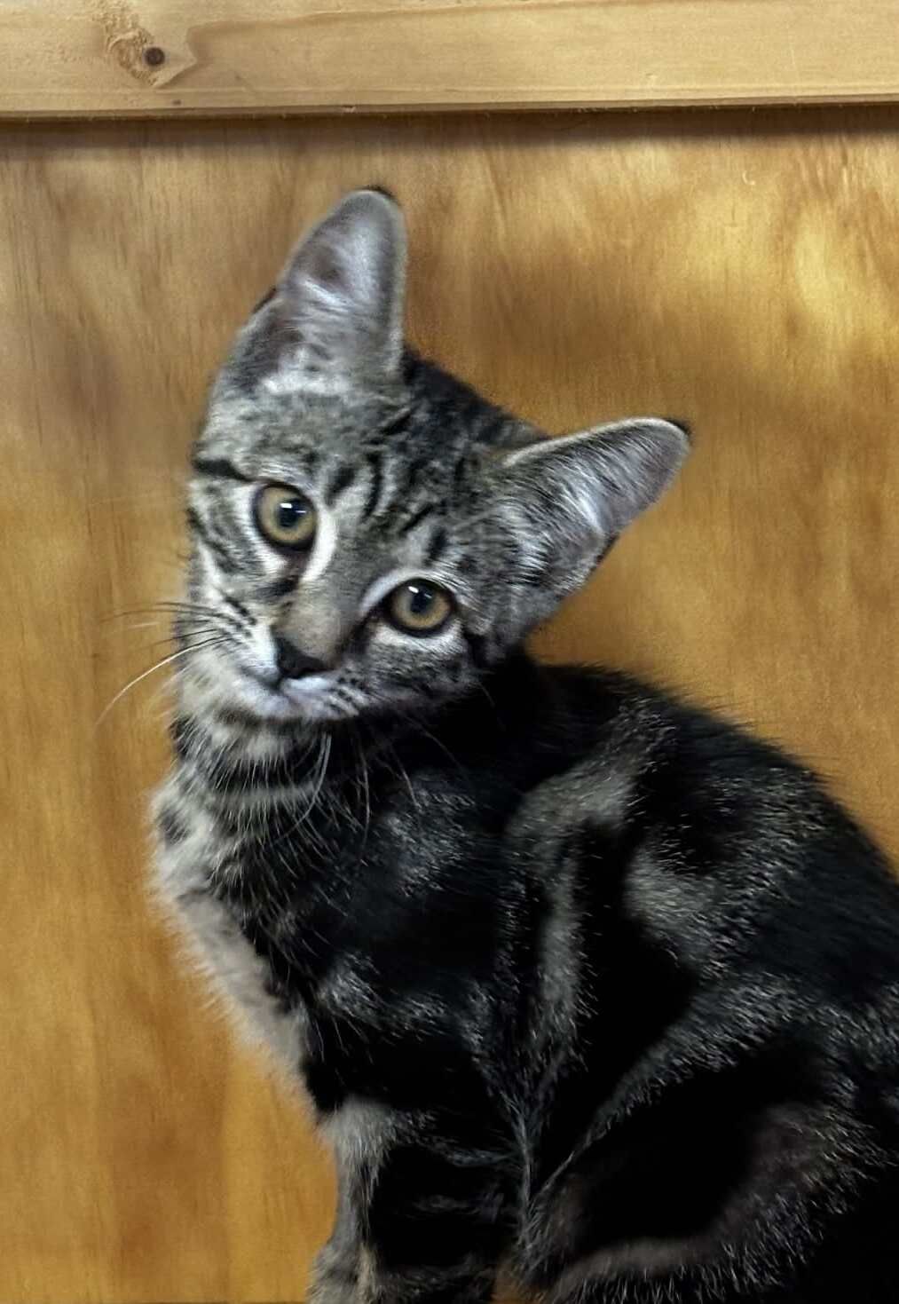 Gallery image: Ophelia