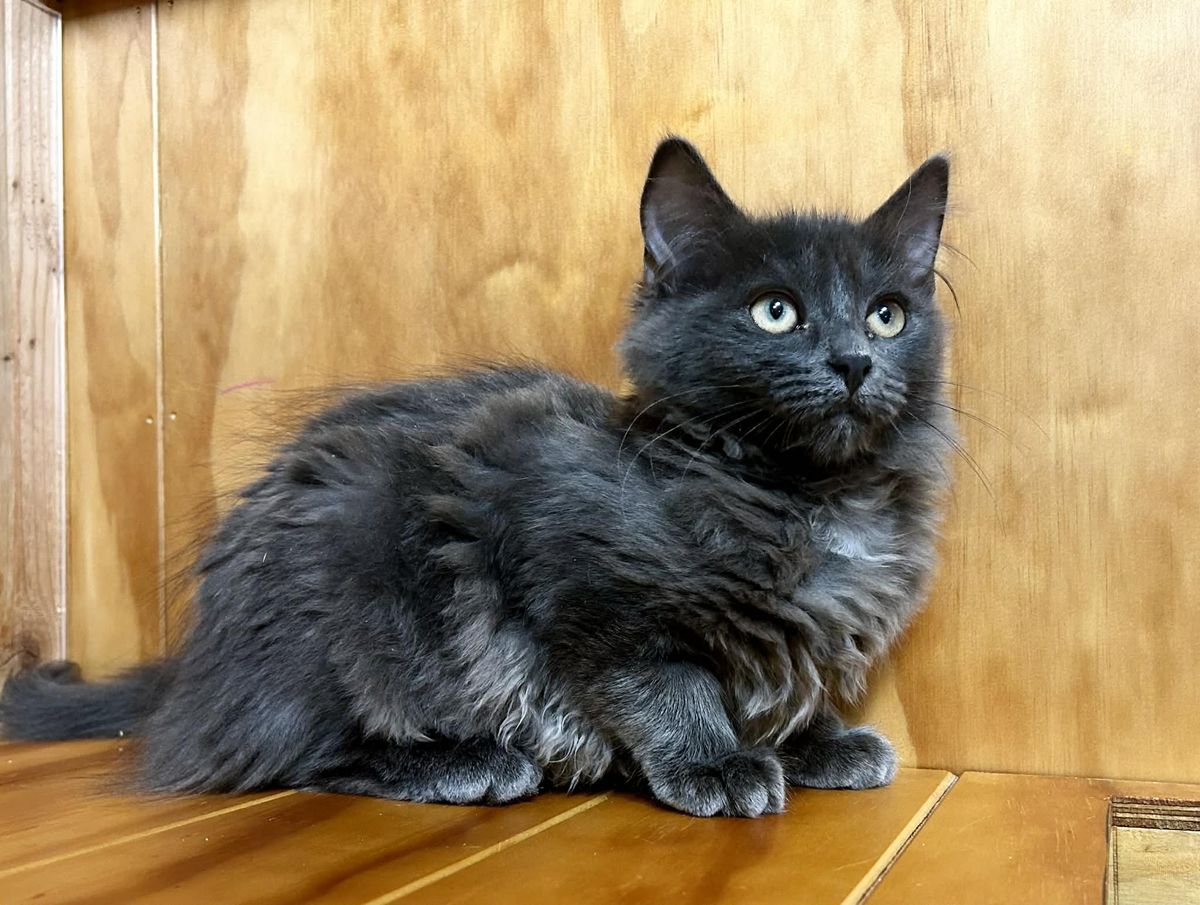 Gallery image: Bluebell