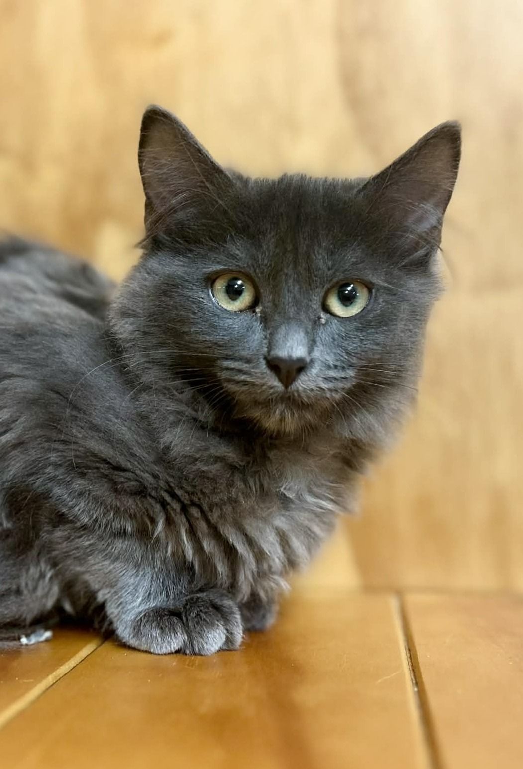 Gallery image: Bluebell