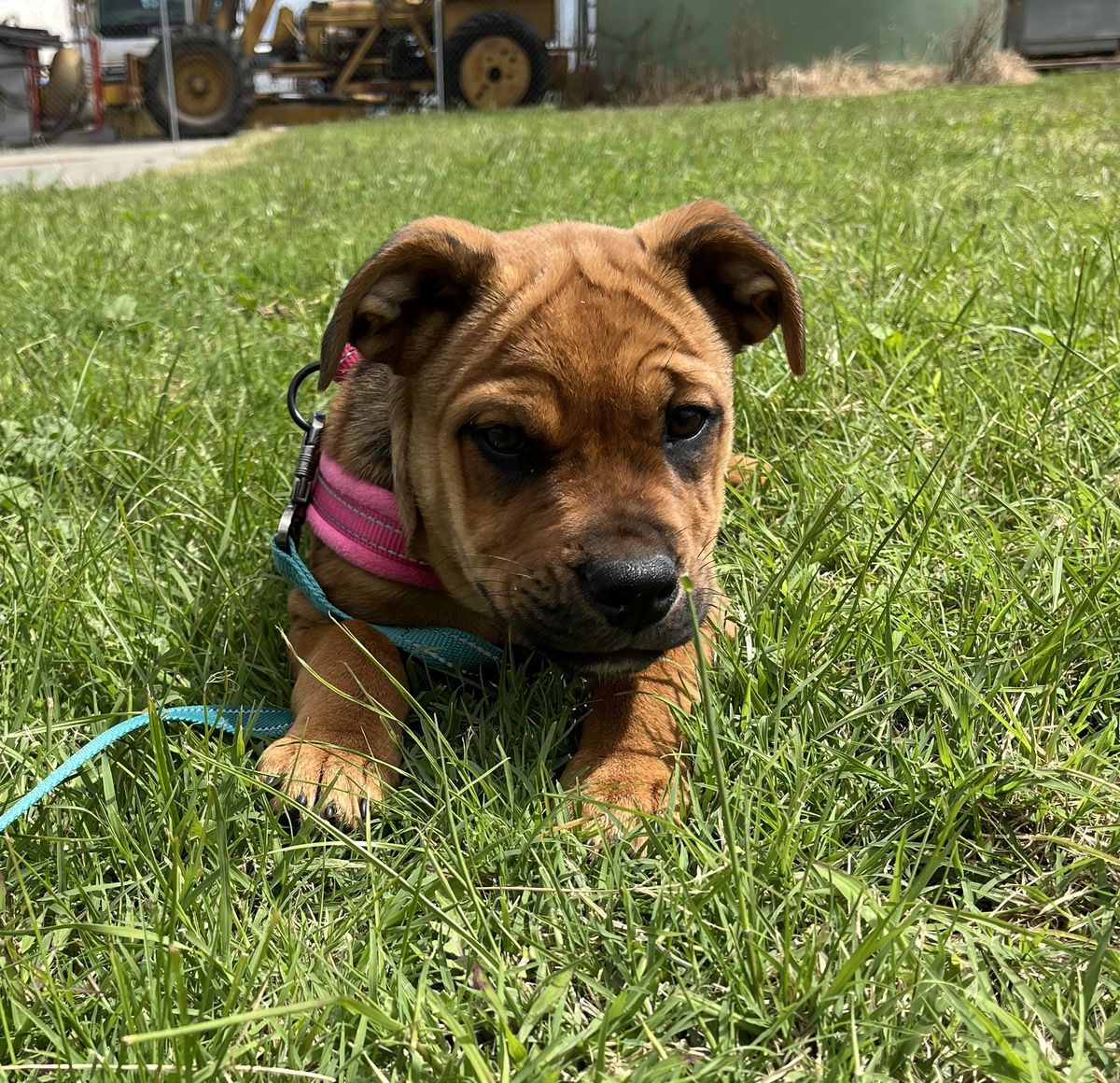 Gallery image: Aurora