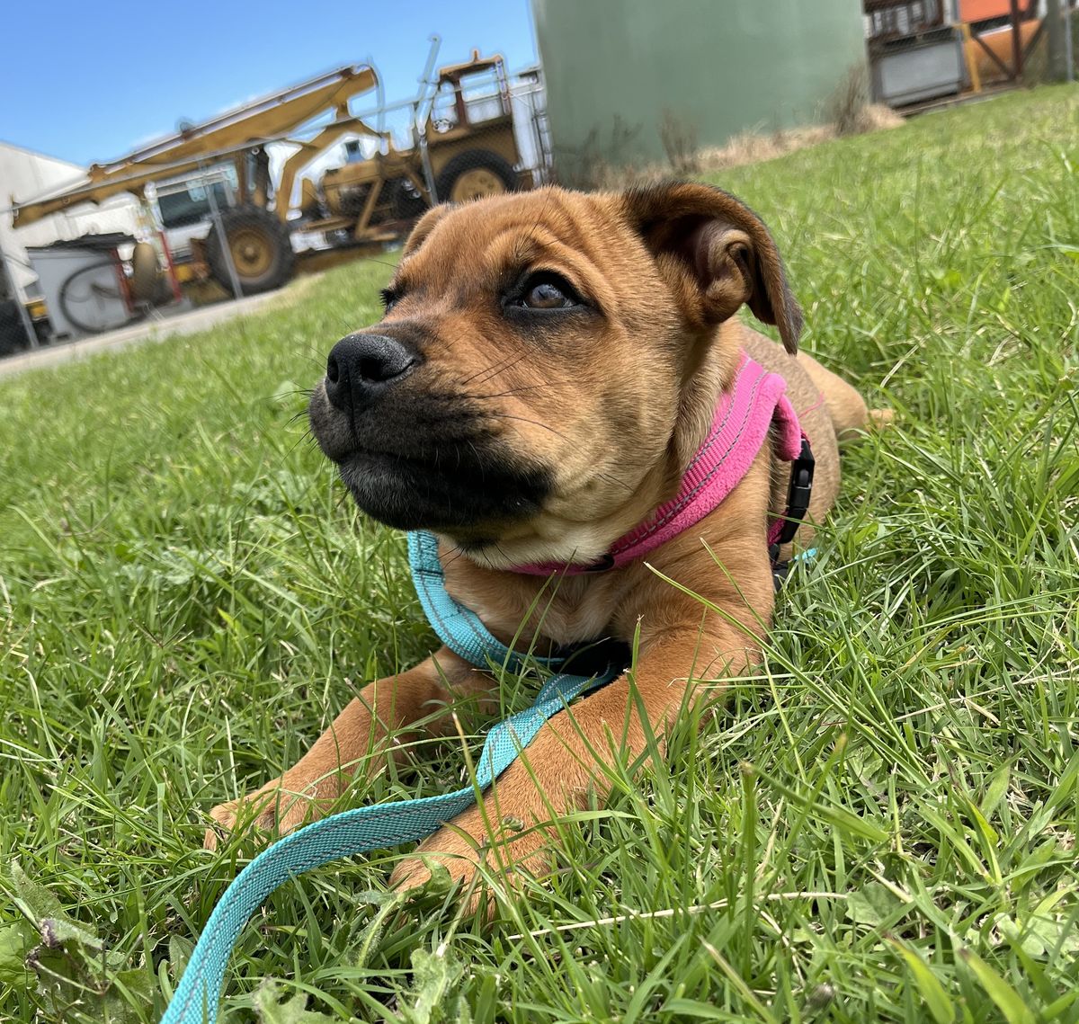 Gallery image: Aurora