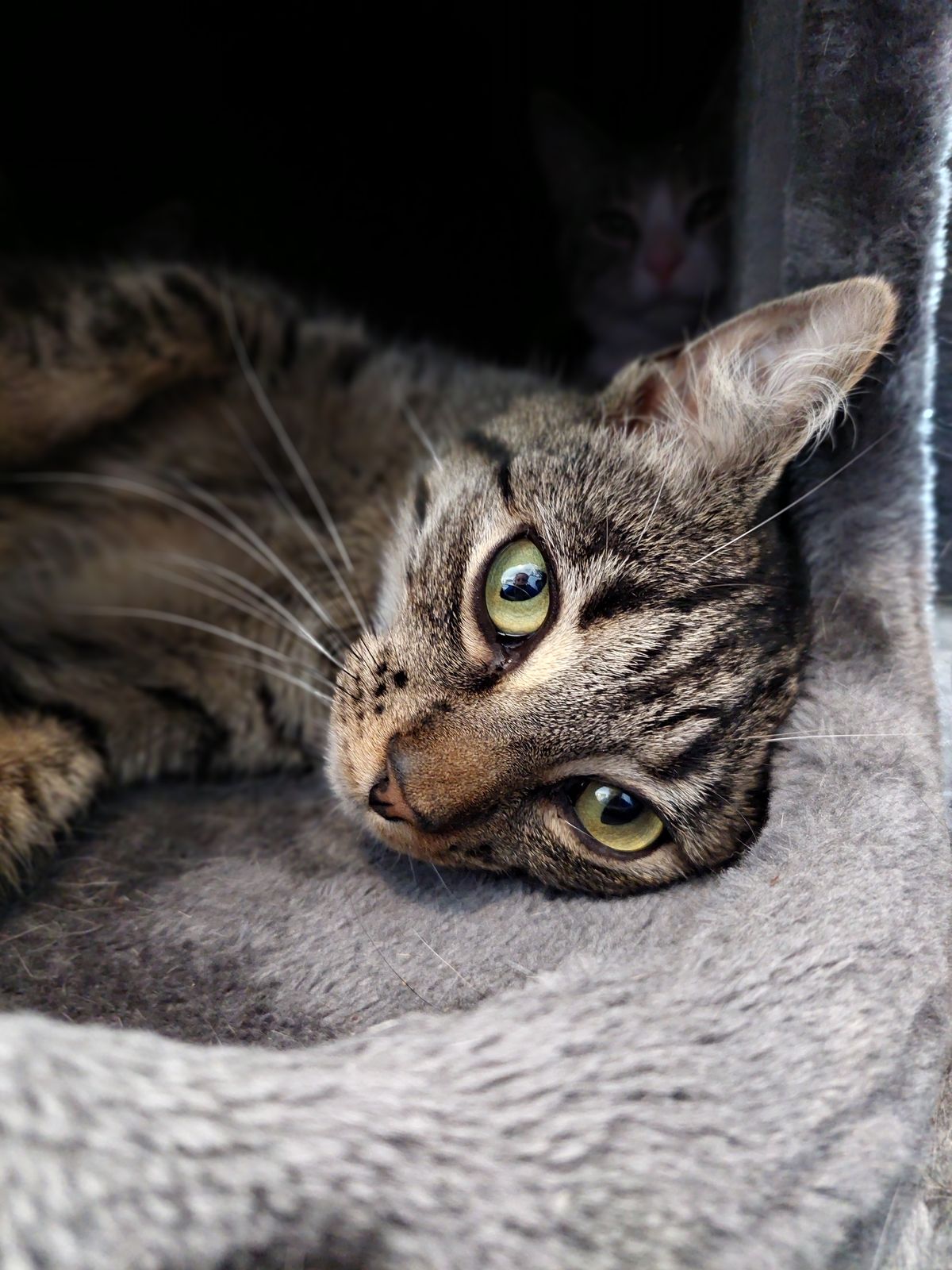 Gallery image: Fudge