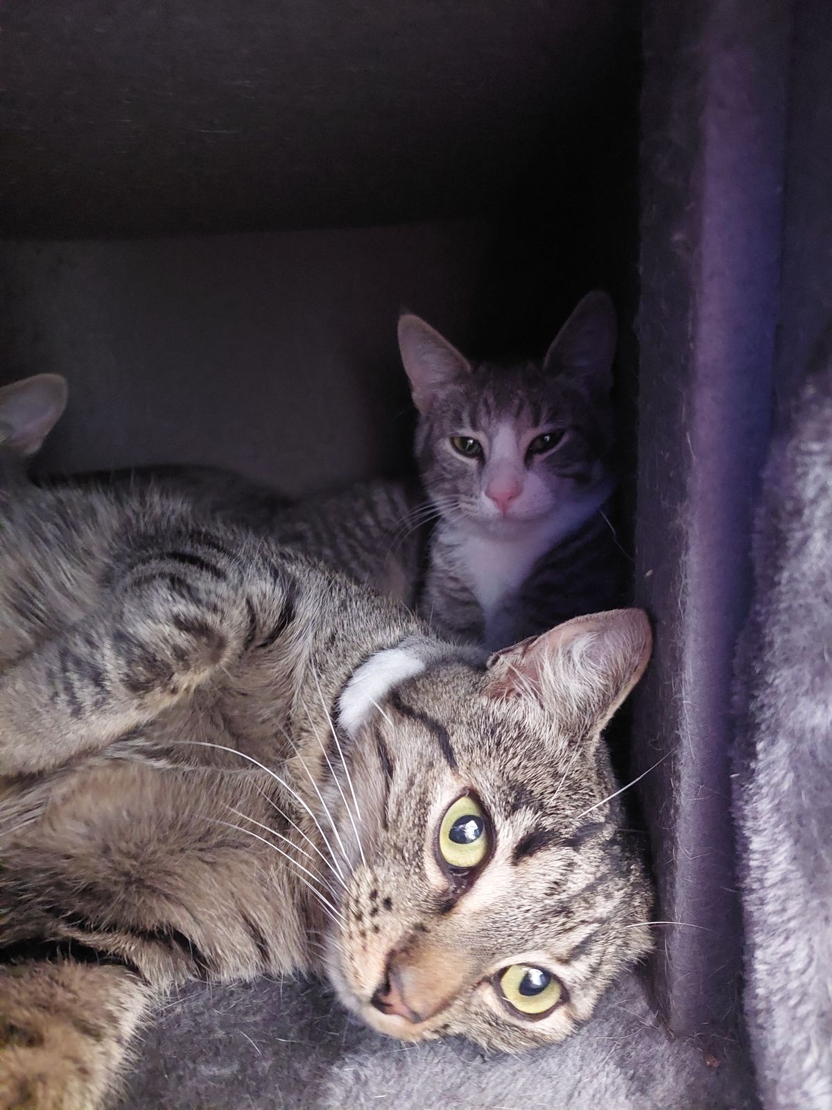 Gallery image: Fudge