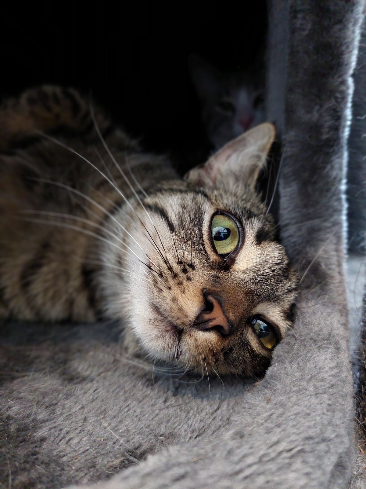 Gallery image: Fudge