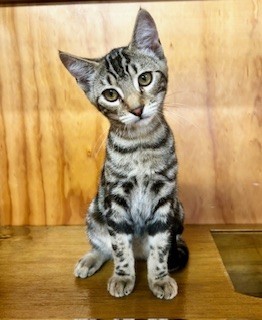 Flo - Domestic Short Hair