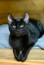 Freya - Domestic Short Hair