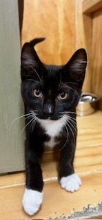 Bailey - Domestic Short Hair