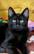 Gin - Domestic Short Hair