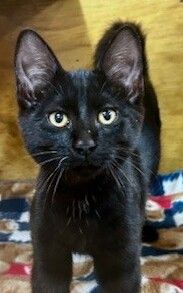 Gallery image: Whiskey