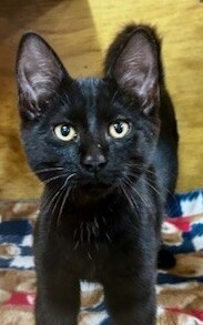 Whiskey - Domestic Short Hair