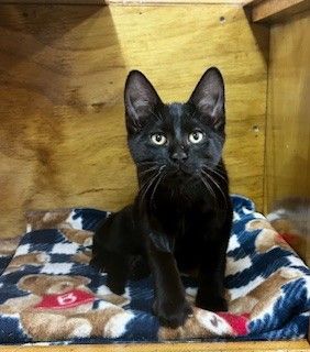 Gallery image: Whiskey