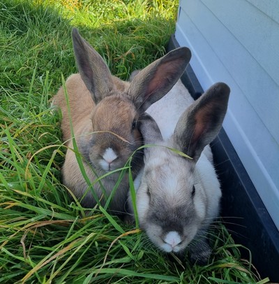 Tucker - Flemish Giant