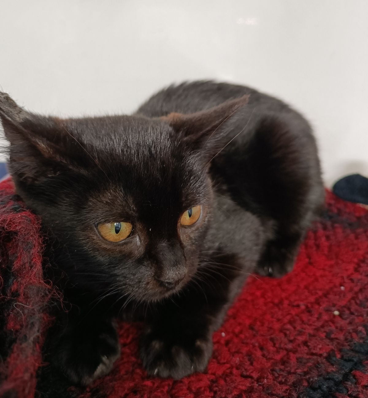 Gallery image: Liberty