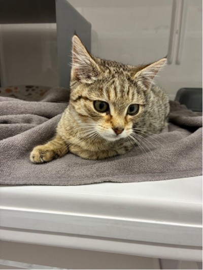 Winnie - Domestic Short Hair