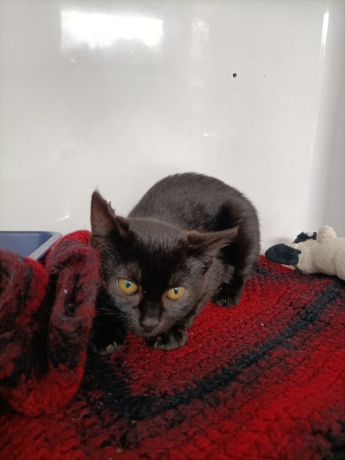 Gallery image: Liberty