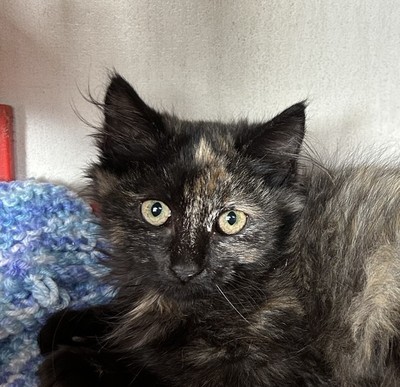 Amarni - Domestic Medium Hair