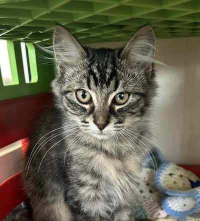 Giorgio - Domestic Medium Hair