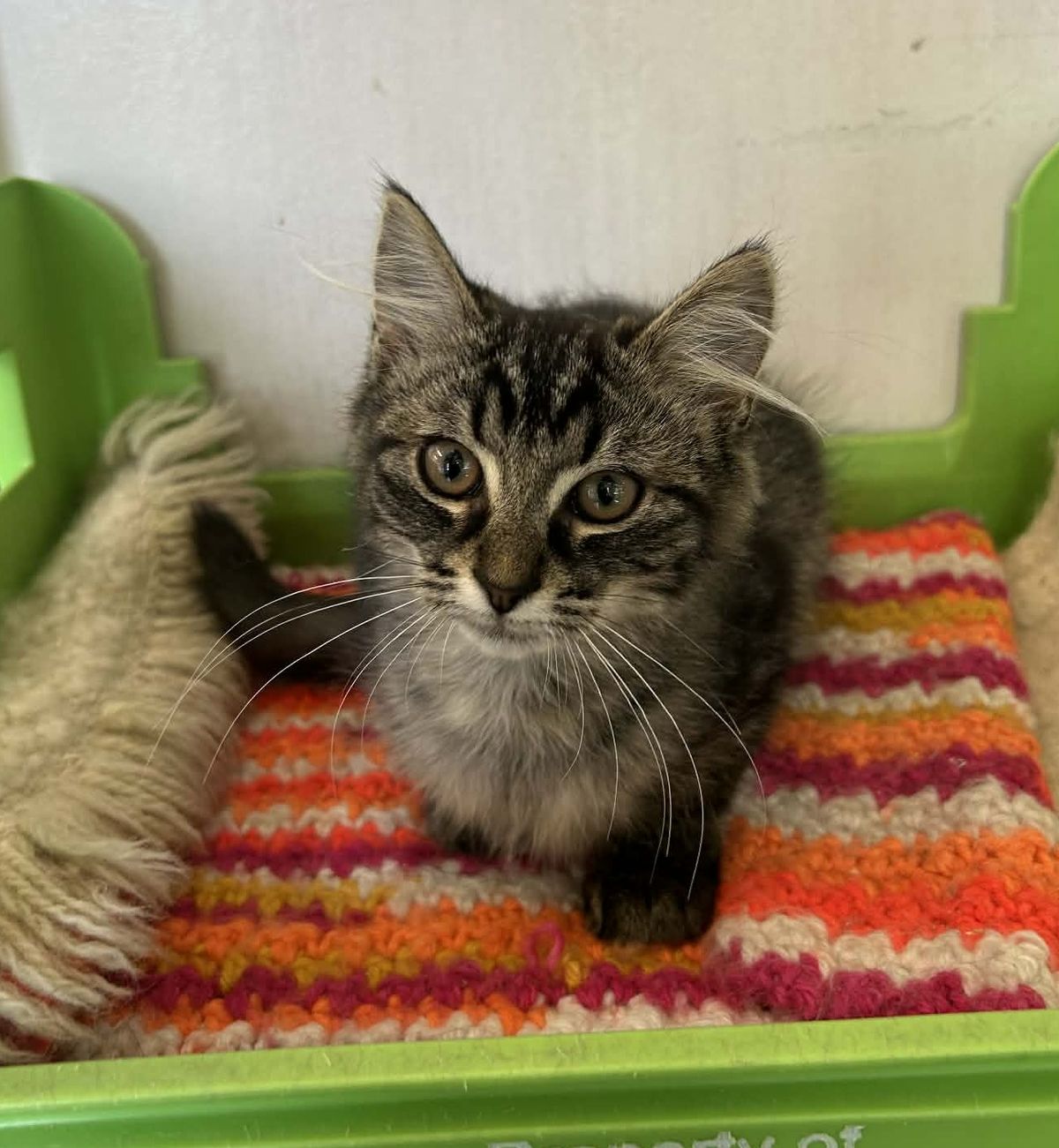 Gallery image: Giorgio