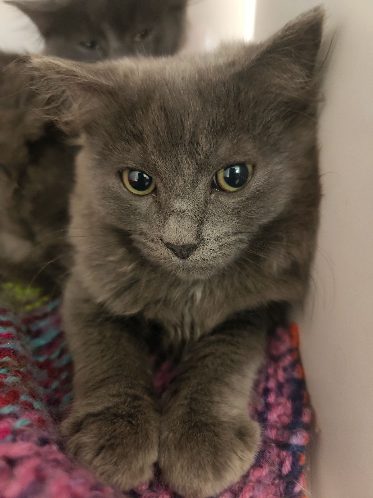 Gallery image: Sunkist