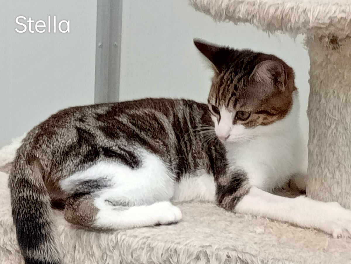 Gallery image: Stella