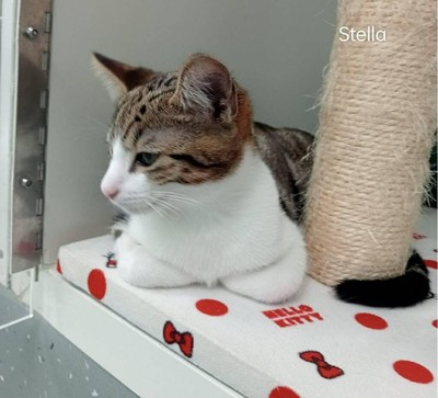 Stella - Domestic Short Hair