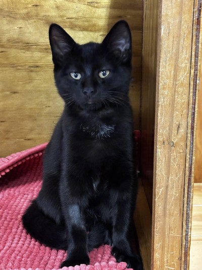 Tonic - Domestic Short Hair