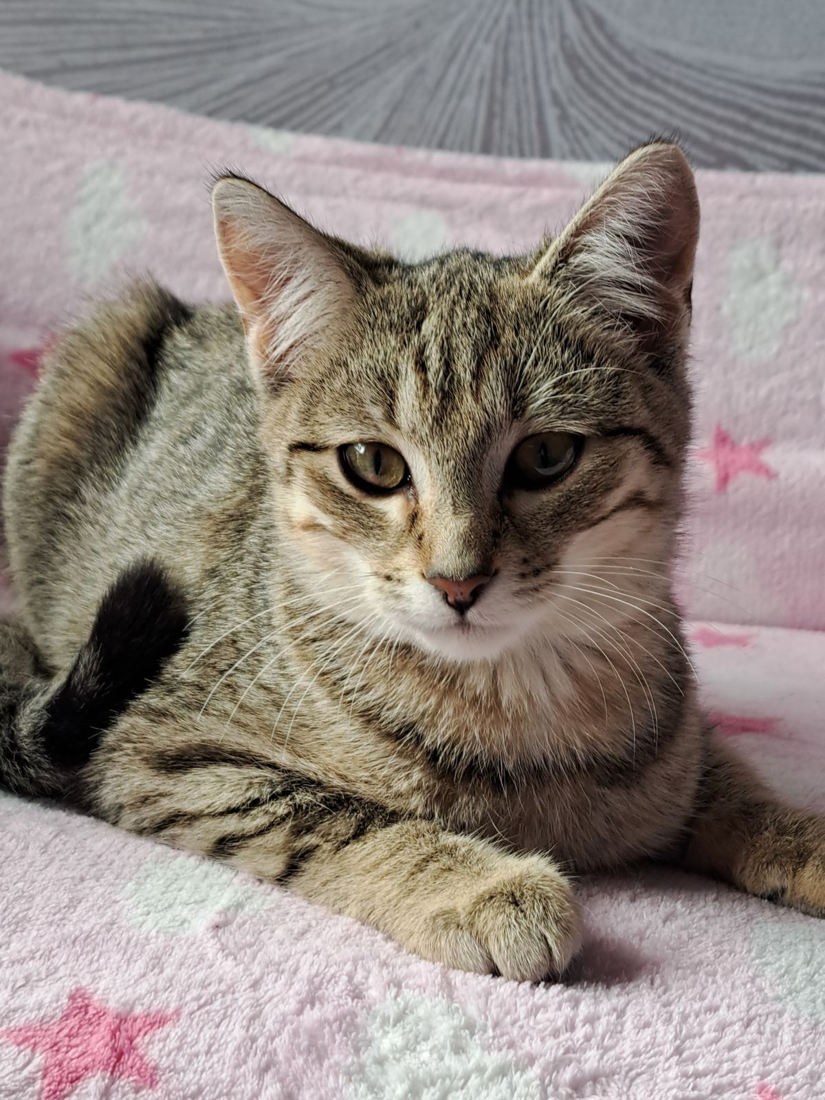 Gallery image: Liger