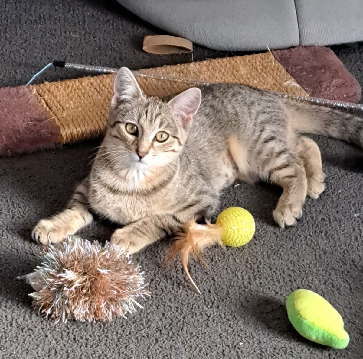 Gallery image: Liger