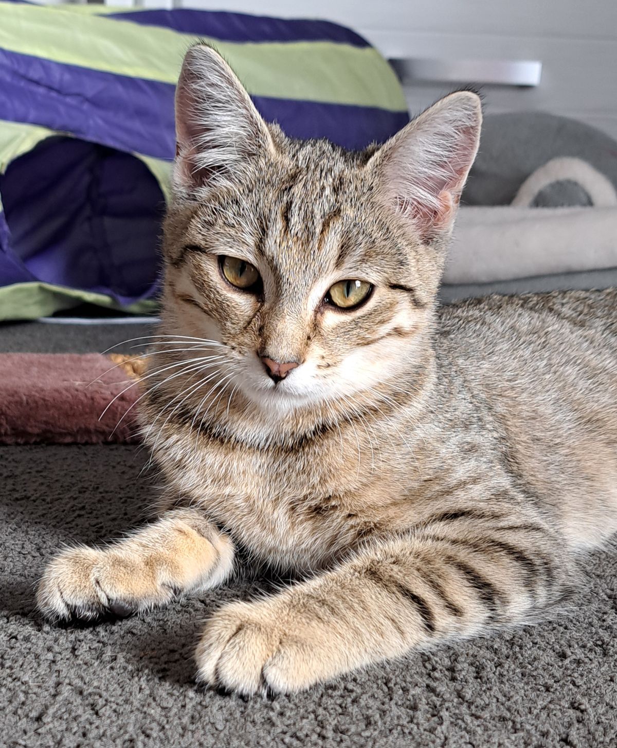 Gallery image: Liger