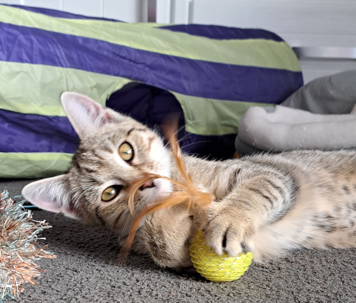 Gallery image: Liger