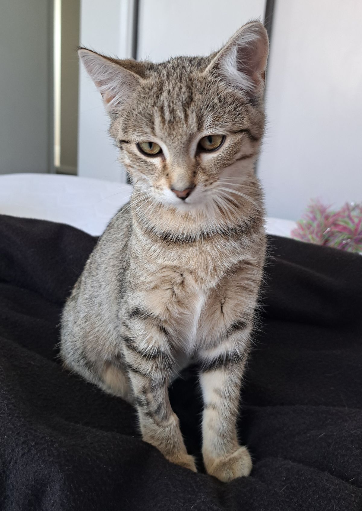 Gallery image: Liger