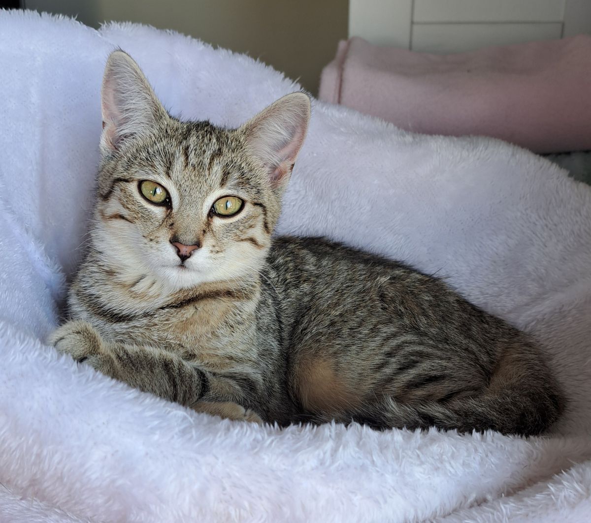 Gallery image: Liger