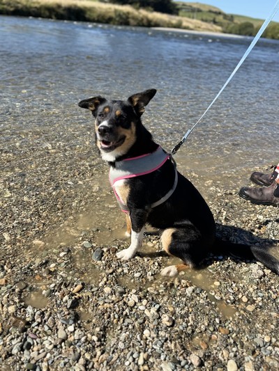 Leia - Collie Smooth