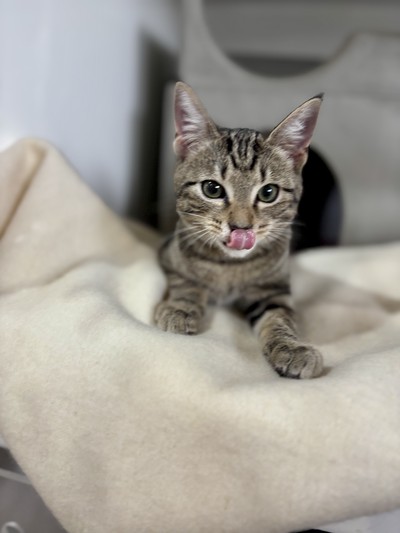 Rocco - Domestic Short Hair