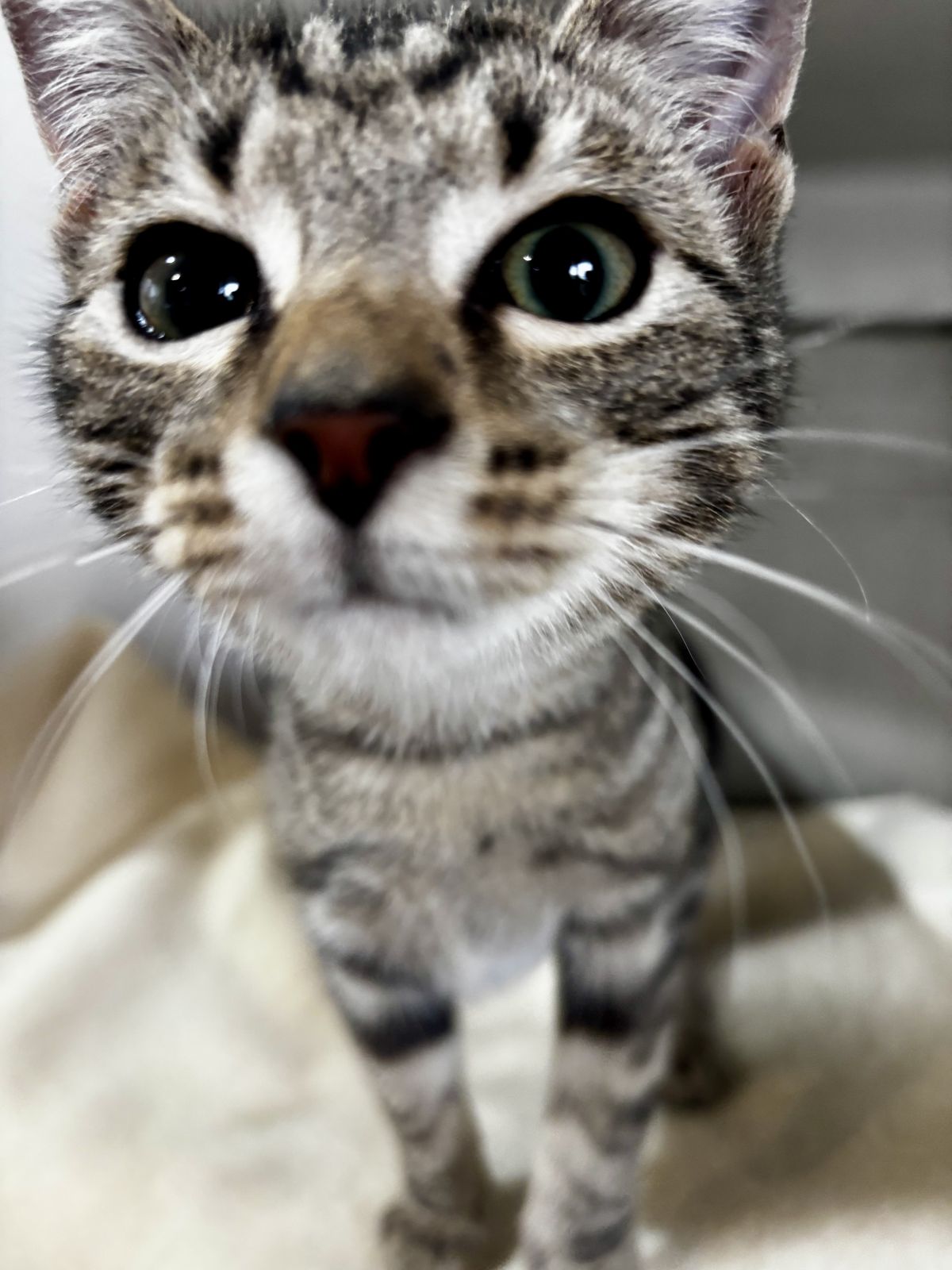 Gallery image: Rocco