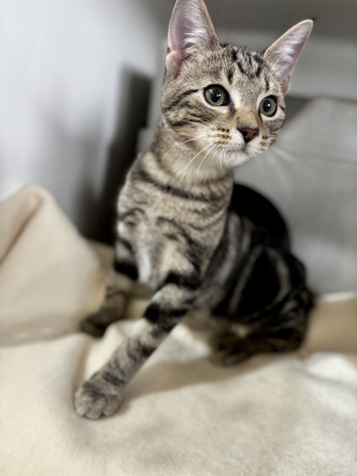 Gallery image: Rocco