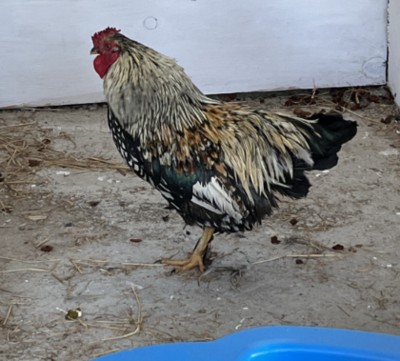 Robin Rooster - Chicken