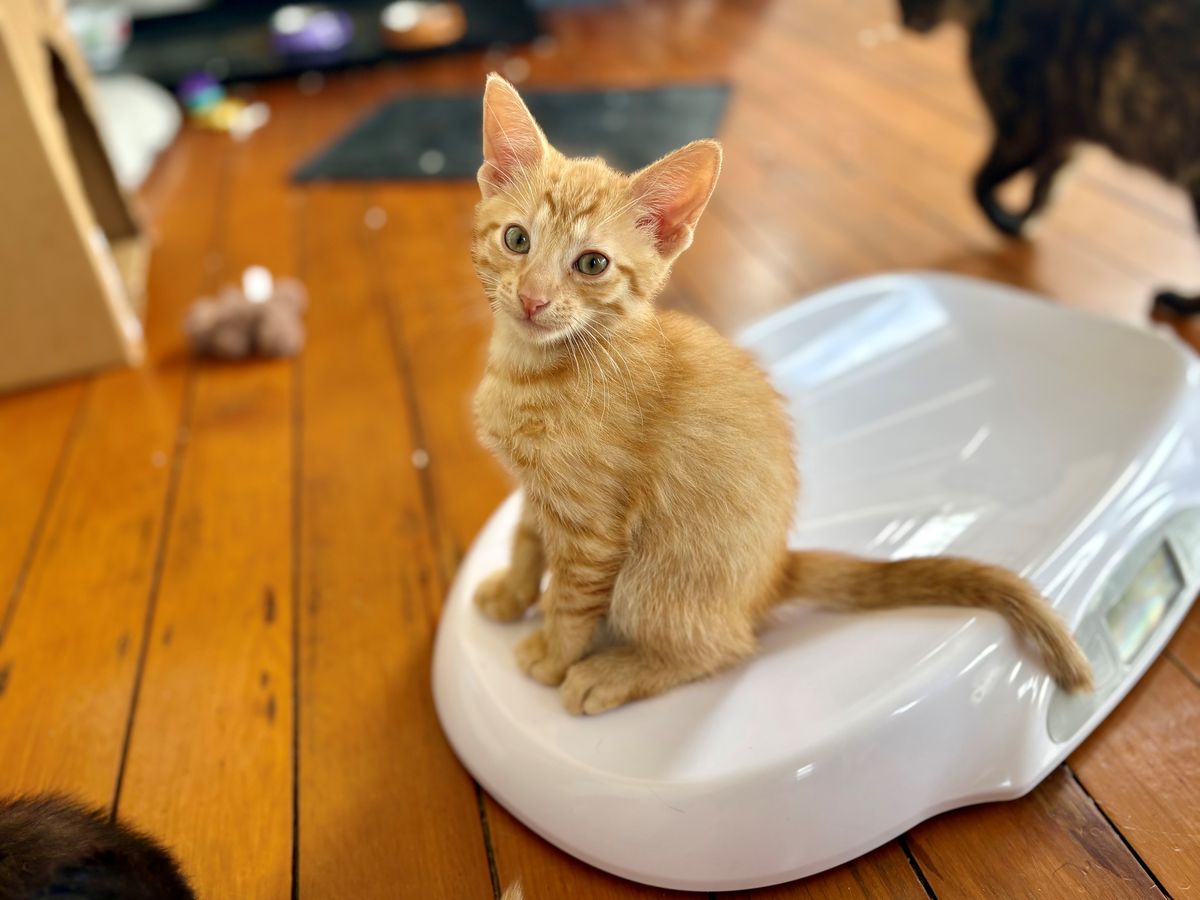 Gallery image: Gingernut