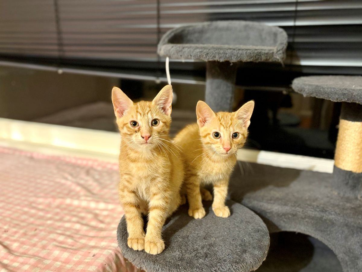 Gallery image: Gingernut