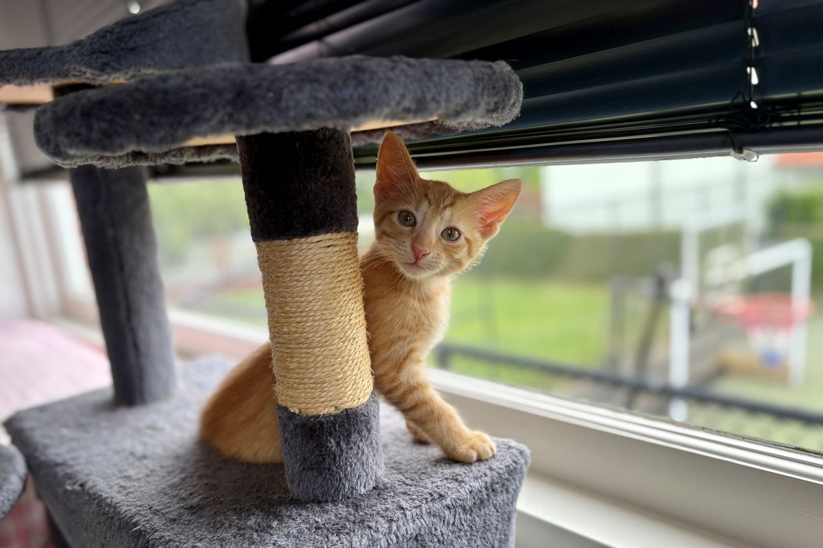 Gallery image: Chayla