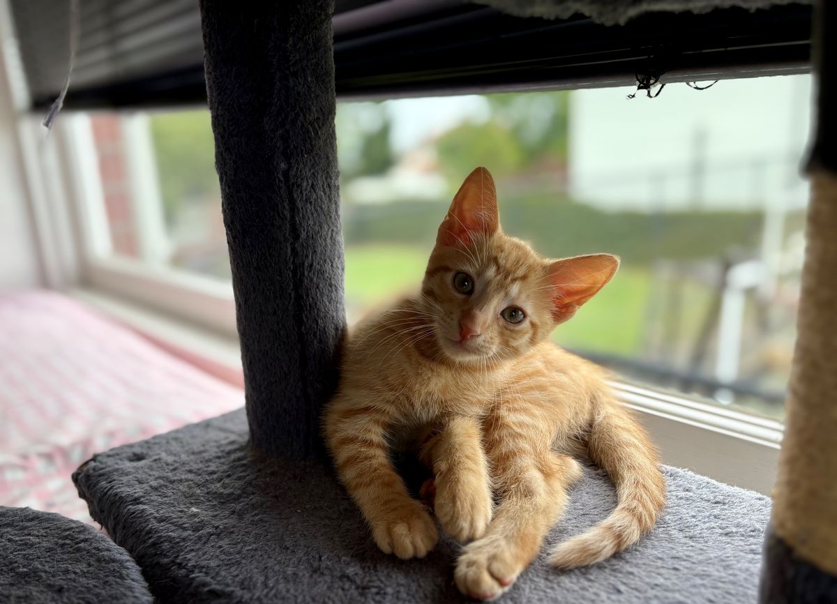 Gallery image: Chayla