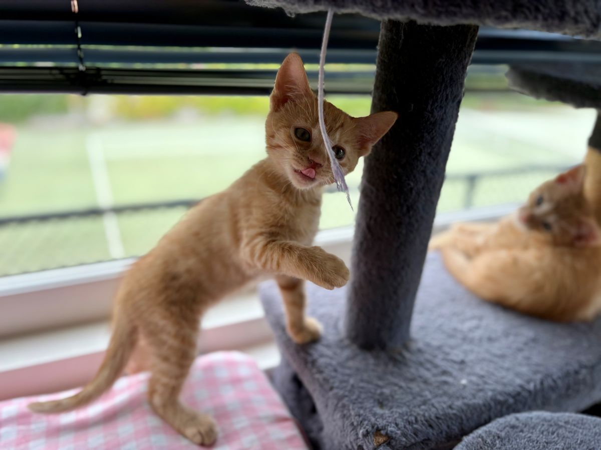 Gallery image: Chayla