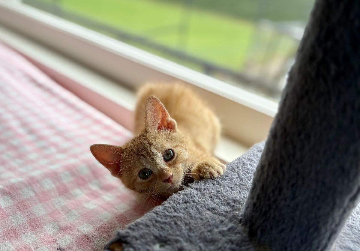 Gallery image: Chayla