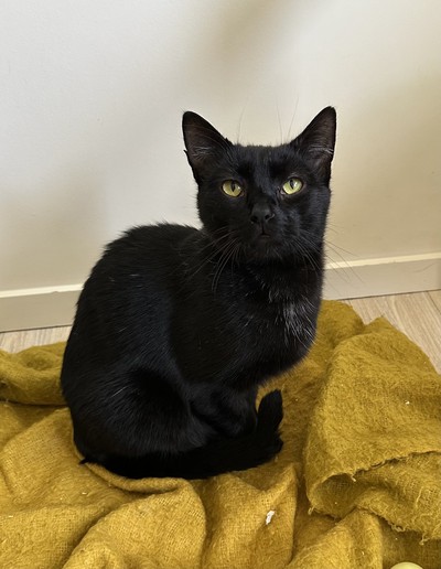 Luke - Domestic Short Hair