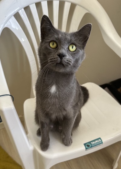 Leia - Domestic Short Hair