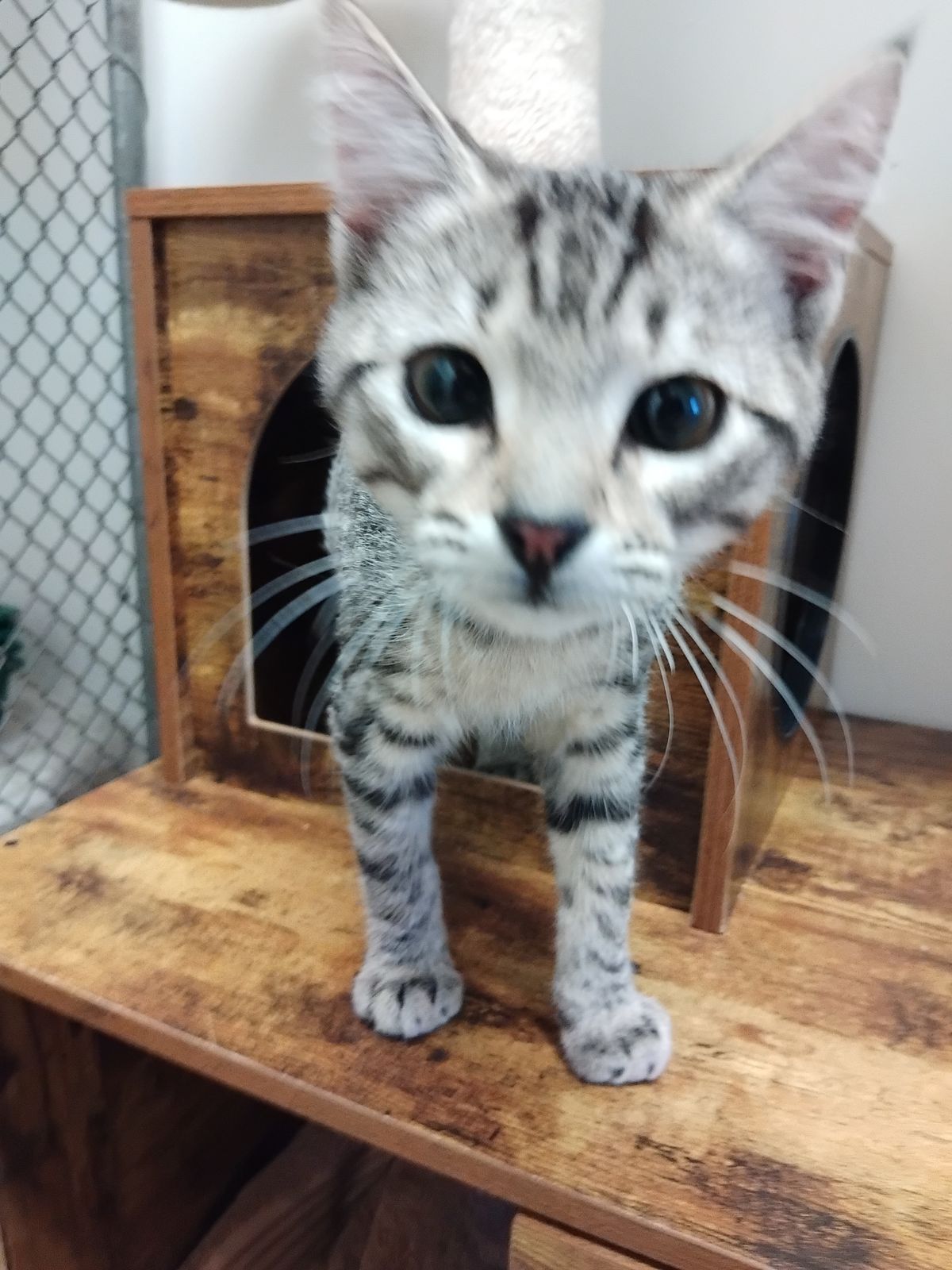 Gallery image: Alvin