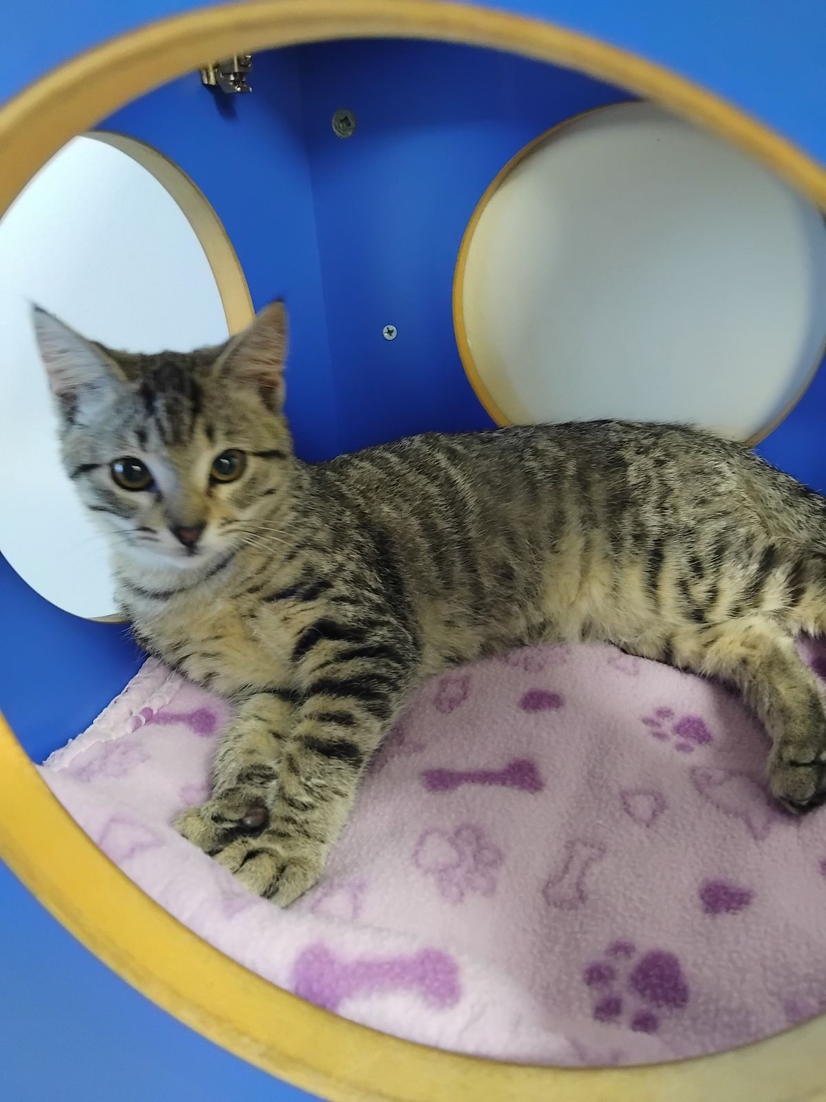 Gallery image: Alvin